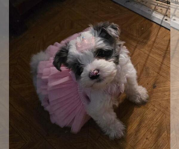 Medium Photo #4 YorkiePoo Puppy For Sale in SPRINGFIELD, OH, USA