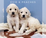 Small Photo #4 English Cream Golden Retriever-Poodle (Standard) Mix Puppy For Sale in CEDAR GAP, MO, USA