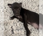 Small #3 Rat Terrier