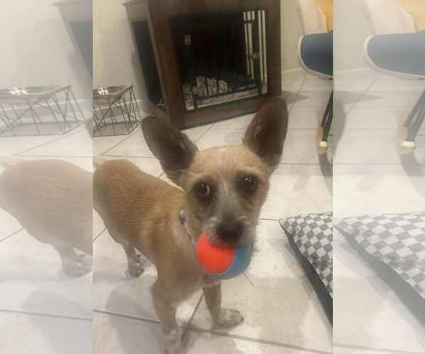 Medium Photo #5 Chihuahua-Unknown Mix Puppy For Sale in Katy, TX, USA