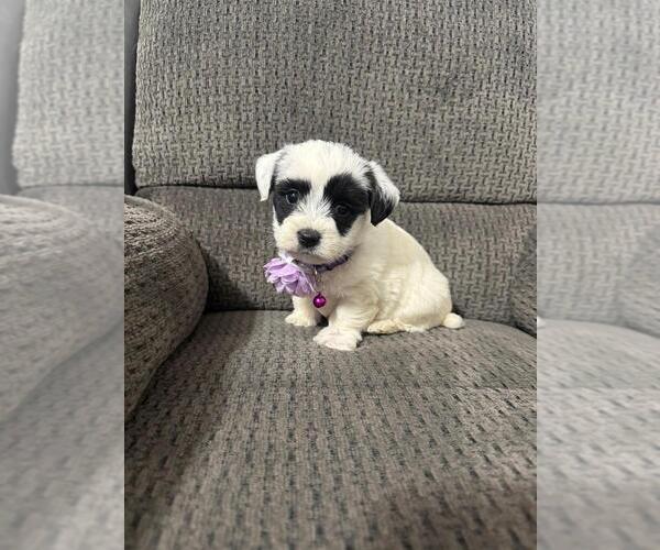 Medium Photo #1 YorkiePoo Puppy For Sale in JEFFERSONVILLE, IN, USA