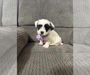 YorkiePoo Puppy for sale in JEFFERSONVILLE, IN, USA