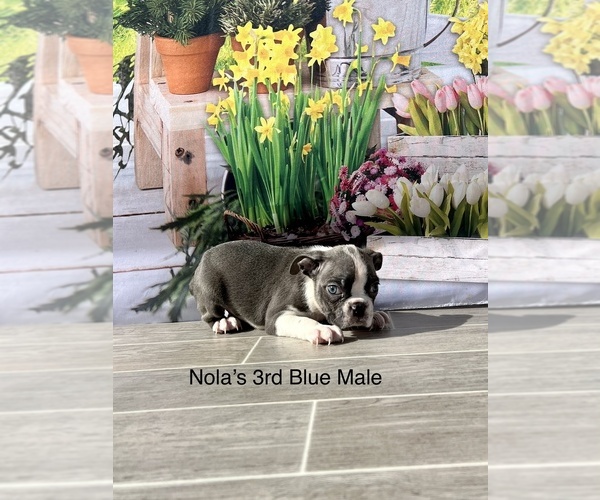 Medium Photo #2 Boston Terrier Puppy For Sale in EWING, KY, USA