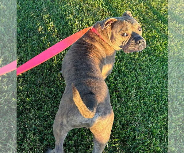 Medium Photo #6 American Pit Bull Terrier-Unknown Mix Puppy For Sale in Oakhurst, NJ, USA