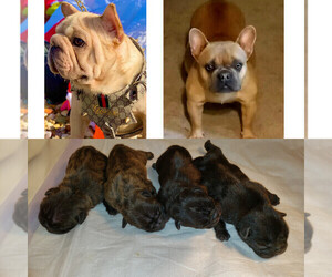 Father of the French Bulldog puppies born on 02/13/2023