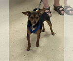 Small Chihuahua Mix