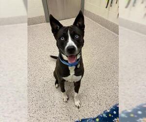 Siberian Husky-Unknown Mix Dogs for adoption in Brighton, CO, USA