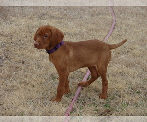 Vizsla Puppy for sale in AMORITA, OK, USA