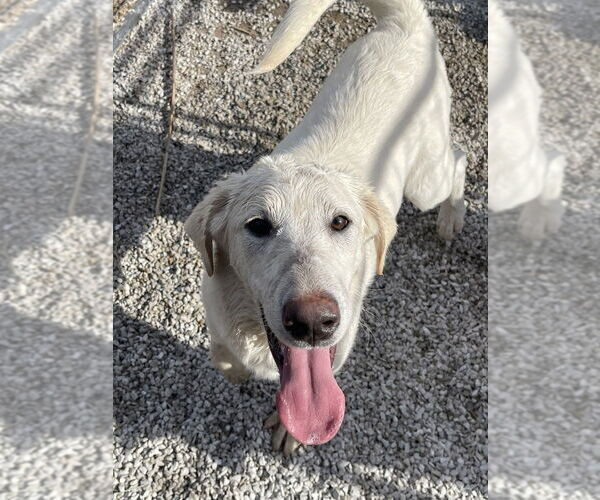 Medium Photo #1 Labrenees Puppy For Sale in Bolivar, MO, USA