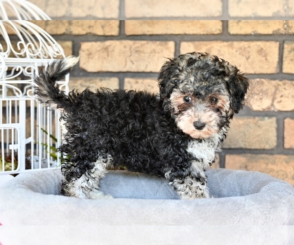 Medium Photo #7 Poovanese Puppy For Sale in MILLERSBURG, OH, USA
