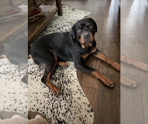 Rottweiler Puppy for sale in ROCKWALL, TX, USA
