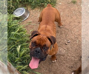Boxer Dogs for adoption in Chico, CA, USA