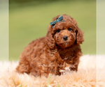 Small Photo #114 Poodle (Miniature) Puppy For Sale in WARSAW, IN, USA