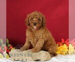 Small #3 Goldendoodle
