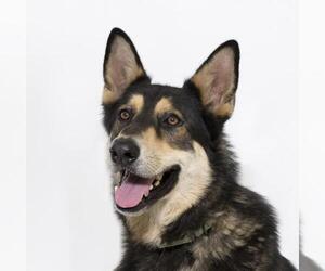 German Shepherd Dog Dogs for adoption in Santa Barbara, CA, USA