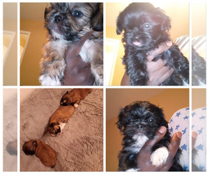 Shih Tzu Puppy for sale in GREENSBORO, NC, USA