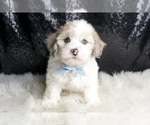 Small Photo #137 Maltipoo Puppy For Sale in WARSAW, IN, USA
