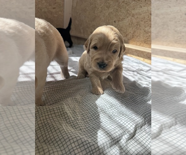 Medium Photo #24 Goldendoodle Puppy For Sale in MATTHEWS, NC, USA