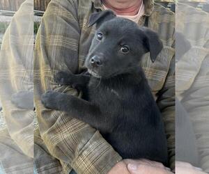 Borador Dogs for adoption in Incline Village, NV, USA