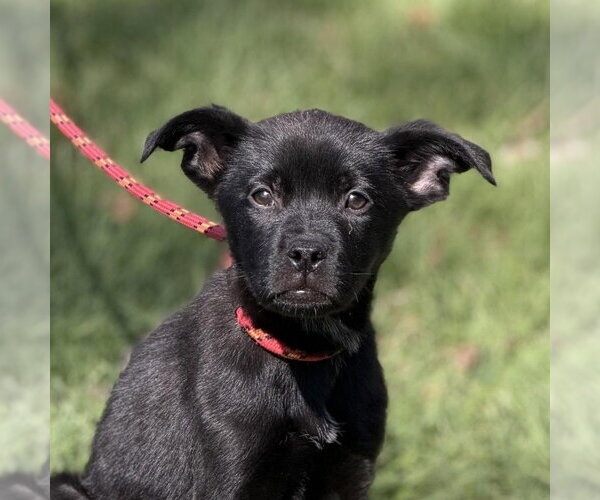 Medium Photo #1 Mutt Puppy For Sale in Yardley, PA, USA