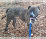 Small #12 American Pit Bull Terrier