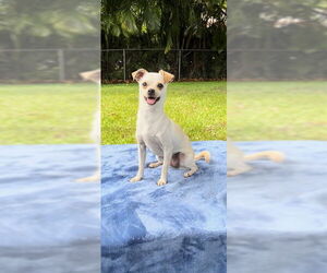 Chihuahua Dogs for adoption in Weston, FL, USA