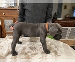 Small Photo #4 Cane Corso Puppy For Sale in RURAL HALL, NC, USA