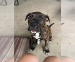 Small #1 American Pit Bull Terrier