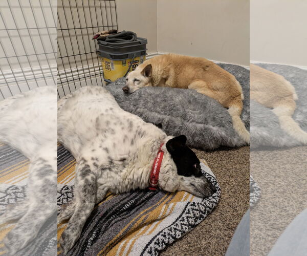 Medium Photo #2 Collie-Unknown Mix Puppy For Sale in Sandy, UT, USA