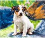 Small #3 Fox Terrier (Smooth)-Fox Terrier (Toy) Mix
