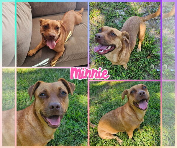 Medium Photo #2 Dachshund-Unknown Mix Puppy For Sale in Blacksburg, SC, USA