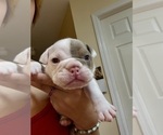 Puppy Prince Cairo Bulldog