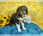 Small Photo #24 Bernedoodle-Poodle (Toy) Mix Puppy For Sale in BLACK FOREST, CO, USA