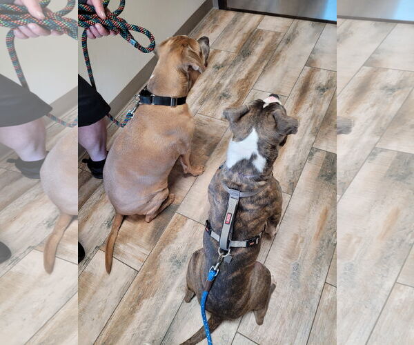 Medium Photo #11 American Pit Bull Terrier-Unknown Mix Puppy For Sale in Spotsylvania, VA, USA