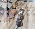 Small #10 American Pit Bull Terrier Mix