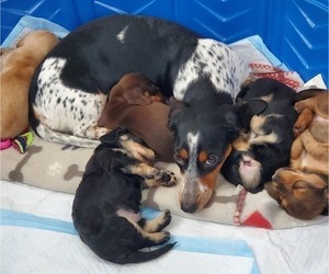 Mother of the Dachshund puppies born on 10/30/2022