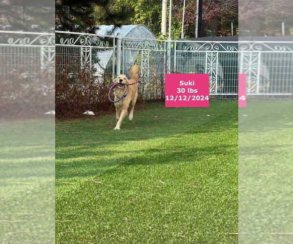 Medium Photo #2 Golden Retriever Puppy For Sale in West Hollywood, CA, USA