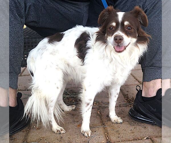 Medium Photo #2 Colonial Cocker Spaniel-Unknown Mix Puppy For Sale in Carrollton, TX, USA