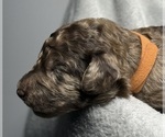 Small #1 Goldendoodle