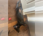 Small #3 Dachshund-Labrador Retriever Mix