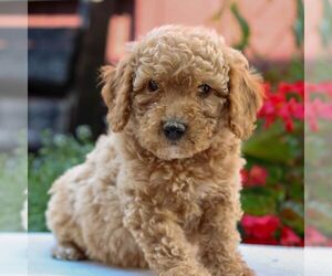 Poodle (Miniature) Puppy for sale in HONEY BROOK, PA, USA