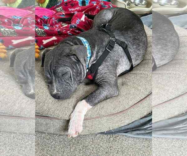 Medium Photo #9 Staffordshire Bull Terrier-Unknown Mix Puppy For Sale in Germantown, OH, USA