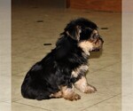 Small Photo #4 Yorkshire Terrier Puppy For Sale in KINZERS, PA, USA