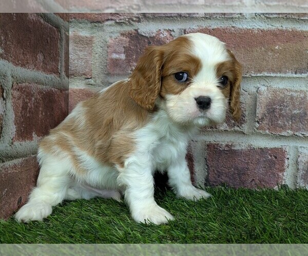 Medium Photo #6 Cavalier King Charles Spaniel Puppy For Sale in MOBERLY, MO, USA