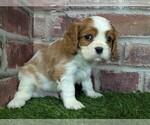 Small #5 Cavalier King Charles Spaniel