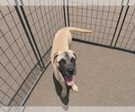Small #1 Boxer Mix