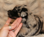 Small #2 Australian Shepherd