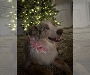 Mother of the Australian Shepherd puppies born on 09/02/2025