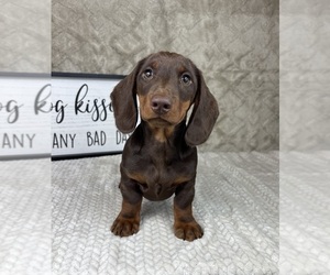 Dachshund Puppy for sale in FRANKLIN, IN, USA