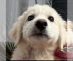 Small #2 Great Pyrenees